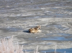 A wolf resting on the tailings dam at Novoshirokinskoye